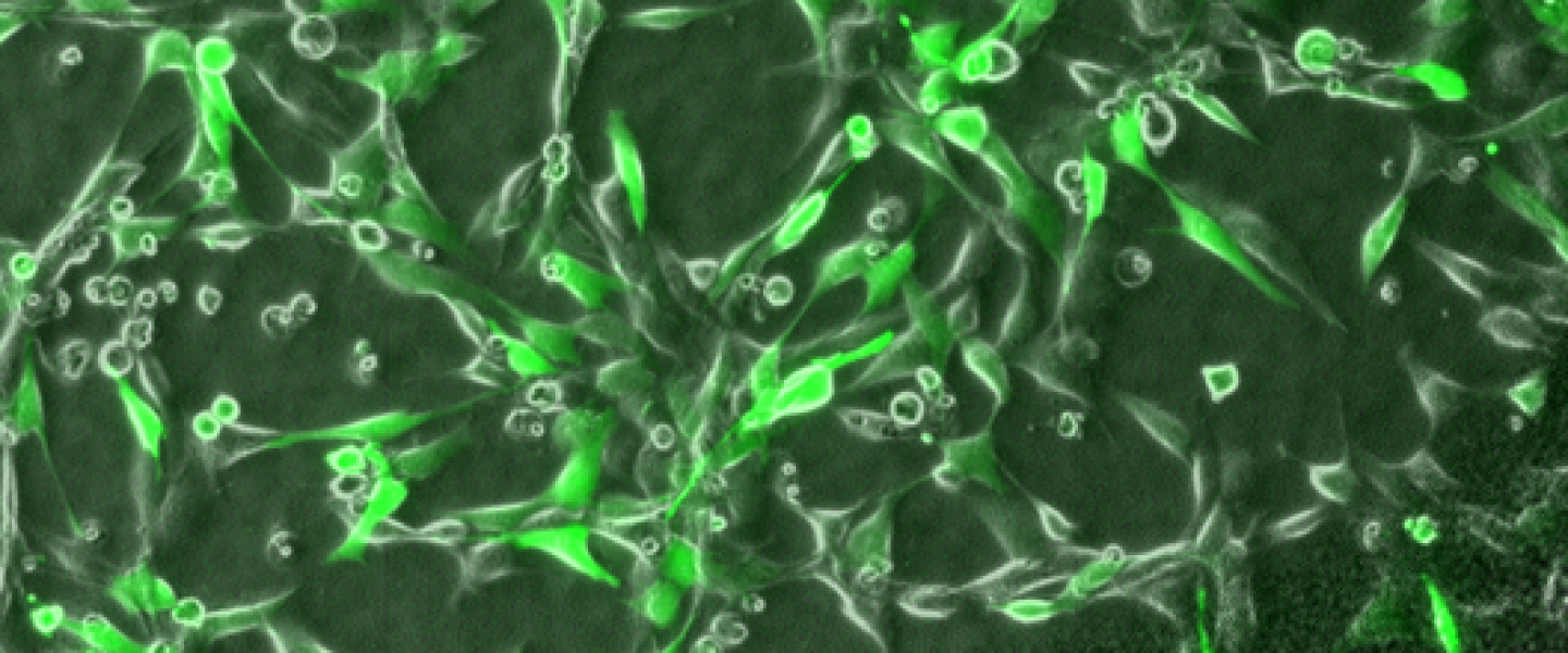 Molecular, Cell, and Developmental (MCD) Biology