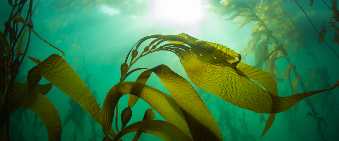 Marine Biology
