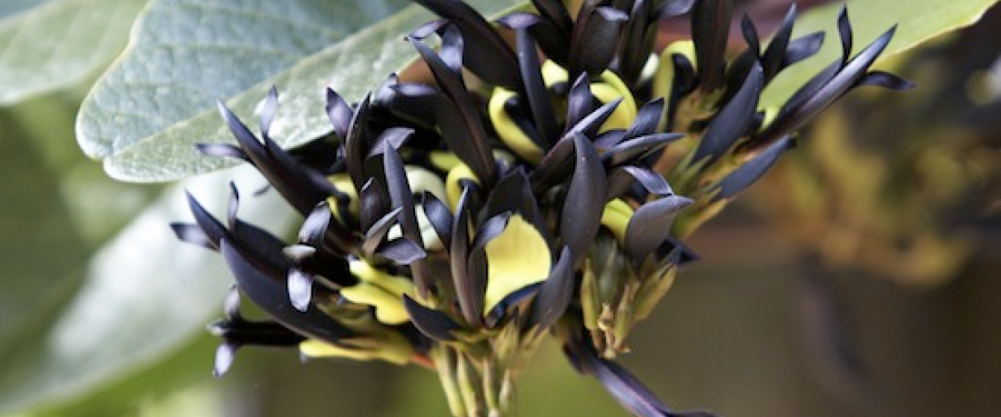 Plant Sciences