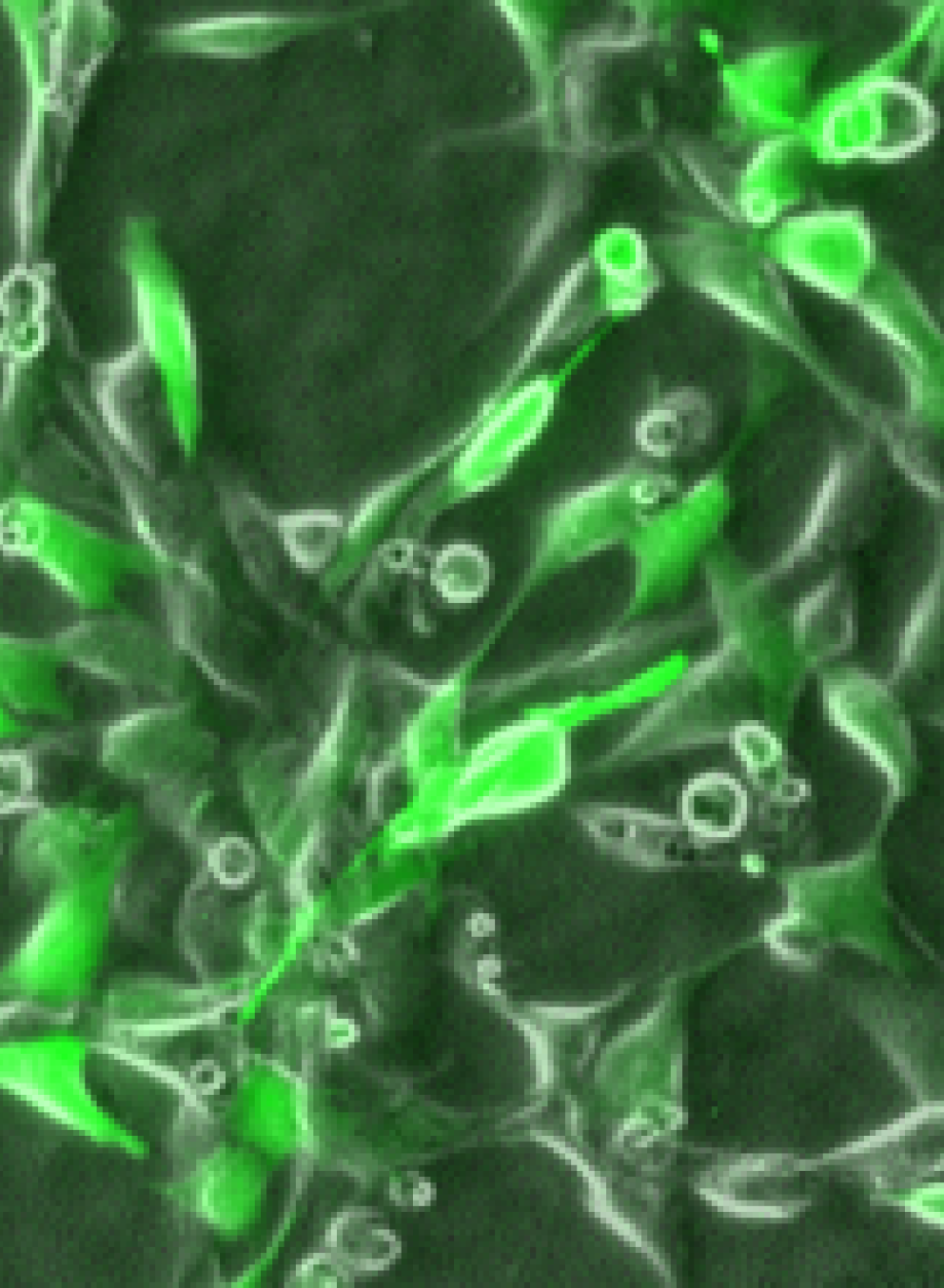 Molecular, Cell, and Developmental (MCD) Biology