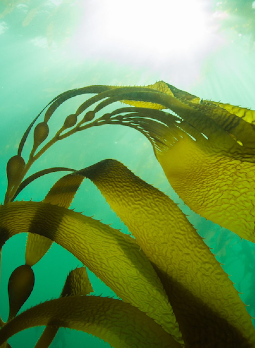 Marine Biology