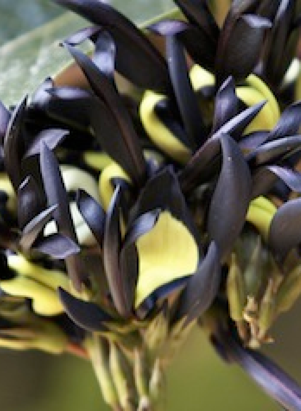 Plant Sciences